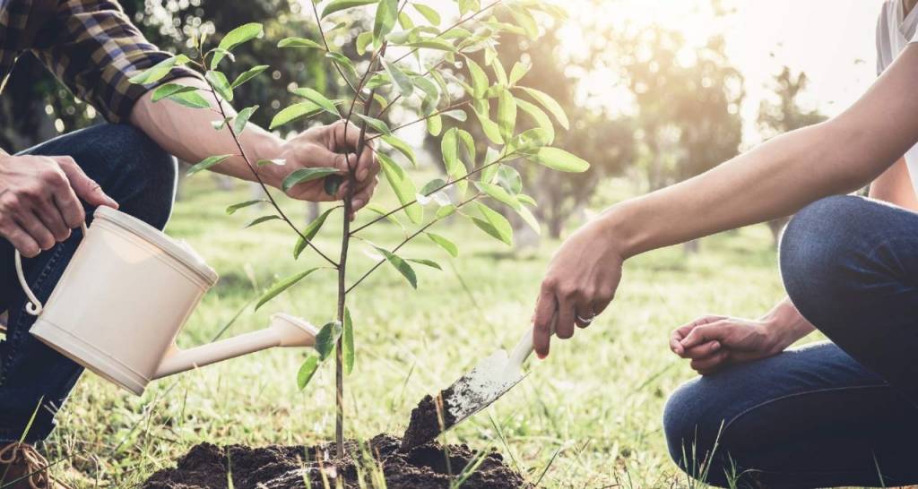 Plantaci&oacute; d&apos;arbres en bosc amb regadora.